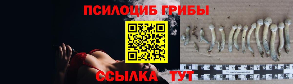 Галлюциногенные грибы Psilocybine cubensis Майкоп